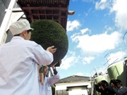冬晴れの空に酒林上がる－姫路で新酒初搾り