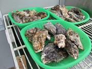 広島三越に「カキ小屋」オイスターガーデン－冬場の屋上を活用