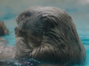 「ラッコの祈り」毎日欠かさず3回－鳥羽水族館の人気者も手を合わせる