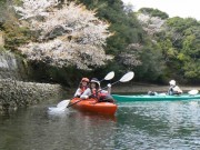 「海から桜を見るシーカヤックツアー」志摩自然学校で－料金の一部を義援金に