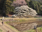樹齢350年の一本桜「岩戸桜」満開に－人里離れた山あいにぎやかに