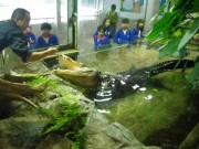 迫力あるワニやピラルクの食事を間近で見学する特別なツアー、鳥羽水族館で