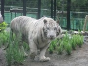 ホワイトタイガー2頭の名前を一般公募－鹿児島市平川動物公園
