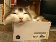神戸の猫カフェが初の「お客さま参加型」カレンダー発売へ－作品募集