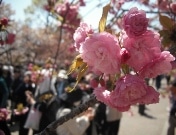 春の名物「桜の通り抜け」始まる－今週末～週明けが見頃に