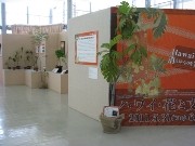 咲くやこの花館で「ハワイ・花と文化展」－絶滅危惧種なども展示