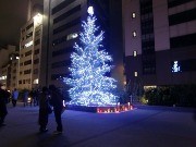 八軒家浜に「ドリカムツリー」、光のリバースクエア開幕で10日から点灯