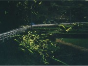 「伊予中山ホタルまつり」開催迫る－ホタル数百匹を鑑賞