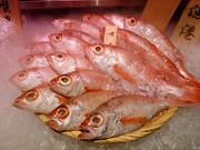 名駅に高級魚ノドグロ料理店「のど黒屋」－全室個室で接待需要に対応