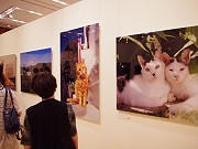 動物写真家・岩合光昭さんの「猫」写真展、大丸心斎橋店で始まる