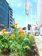 中央通りの花壇、サルビアからフレンチマリーゴールドへ植え替え