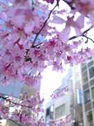 日本橋あじさい通りのオカメザクラが満開－今年も都心に春の訪れ