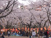 仙台「西公園観桜会」、復興支援目的に開催へ－市民の声も後押し