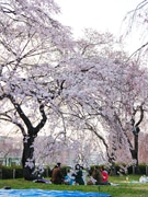 仙台・榴岡公園で桜イベント－「桜の花を見て元気に」と開催