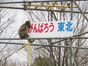 宮城県内のレジャー施設、GW前に営業再開へ－入園無料・半額も