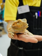 仙台に爬虫類専門店－爬虫類を中心に両生類・小動物など500種類