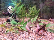 品川に泳ぐパンダ？－アクアスタジアムが「パンダのような」魚を展示