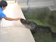 福島の被災アザラシ、新江ノ島水族館に避難－食欲戻りサインにも応じる