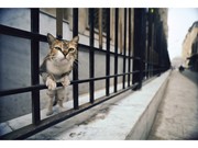 高崎で動物写真家、岩合光昭さんの写真展－「ねこが幸せになれば…」