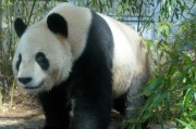 上野動物園、ジャイアントパンダ公開延期－今月17日から閉園も