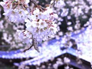 横須賀の等覚寺、樹齢100年のしだれ桜が満開－例年より1週間遅れで