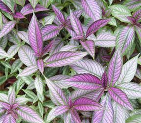 Plant Care Is Easy – Let Us Help You With.