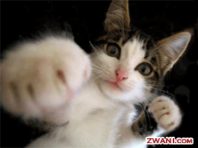 zwani.com myspace graphic comments