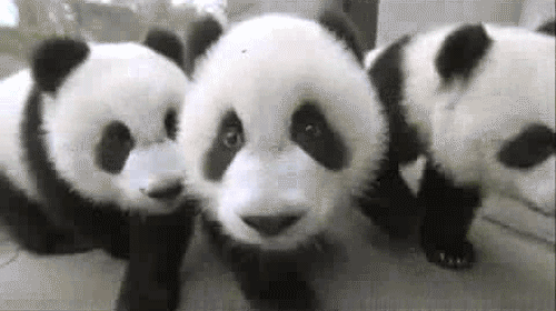 Panda Gif - パンダ ファン Art (26334363) - ファンポップ