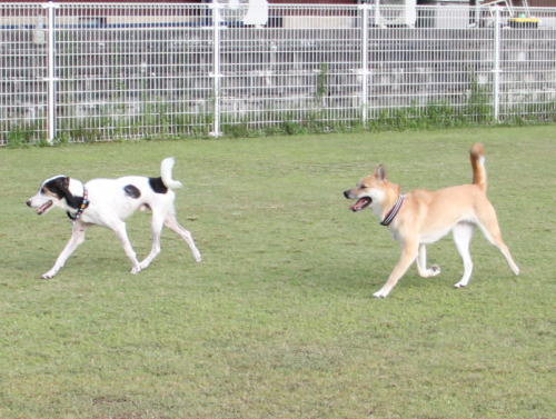 メルとラッキーの里親さん募集中です 犬猫譲渡会 アニマルリンク鳥取
