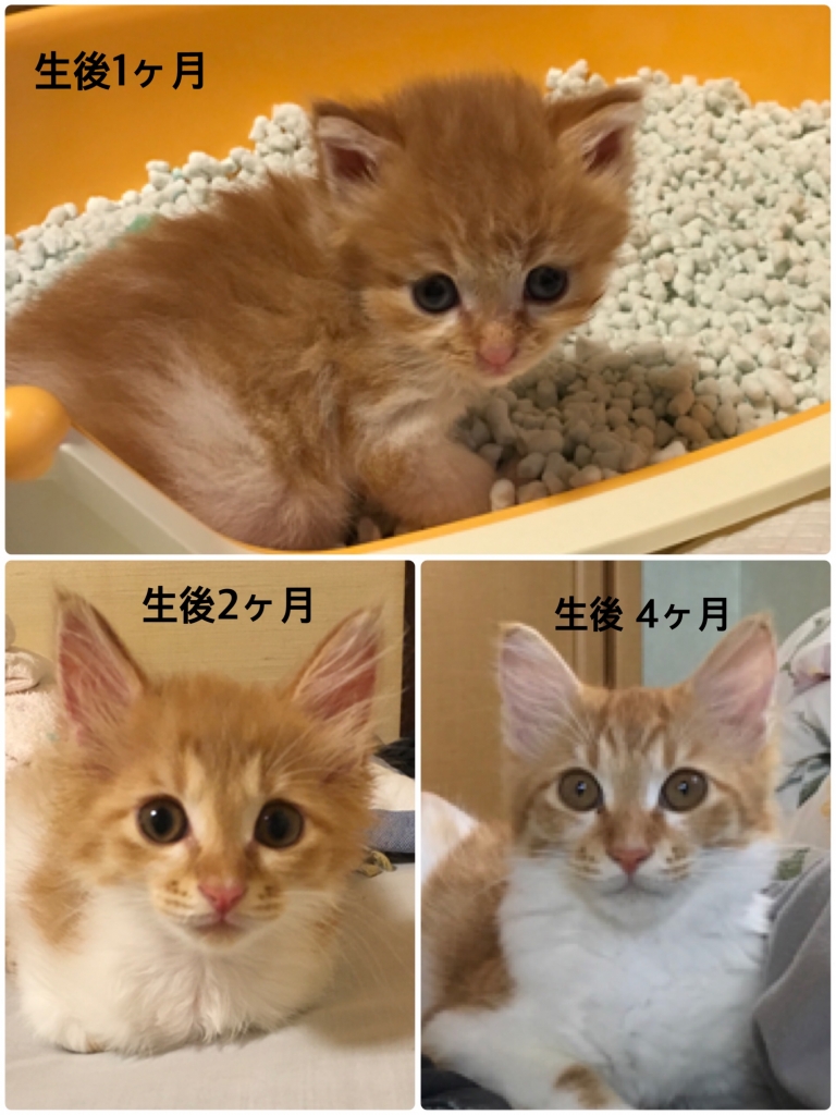 鼻ぺちゃ仔猫が狐のような凛々しい猫に 猫飼いコスメ好き 干物女さくらの新米主婦暮らし