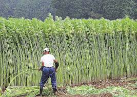 いろいろ 麻 大麻 見分け方 麻 大麻 見分け方