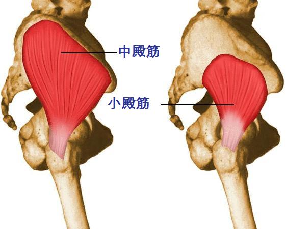 こしがや健康教室 中殿筋編 こしがや1丁目鍼灸 整骨院ブログ