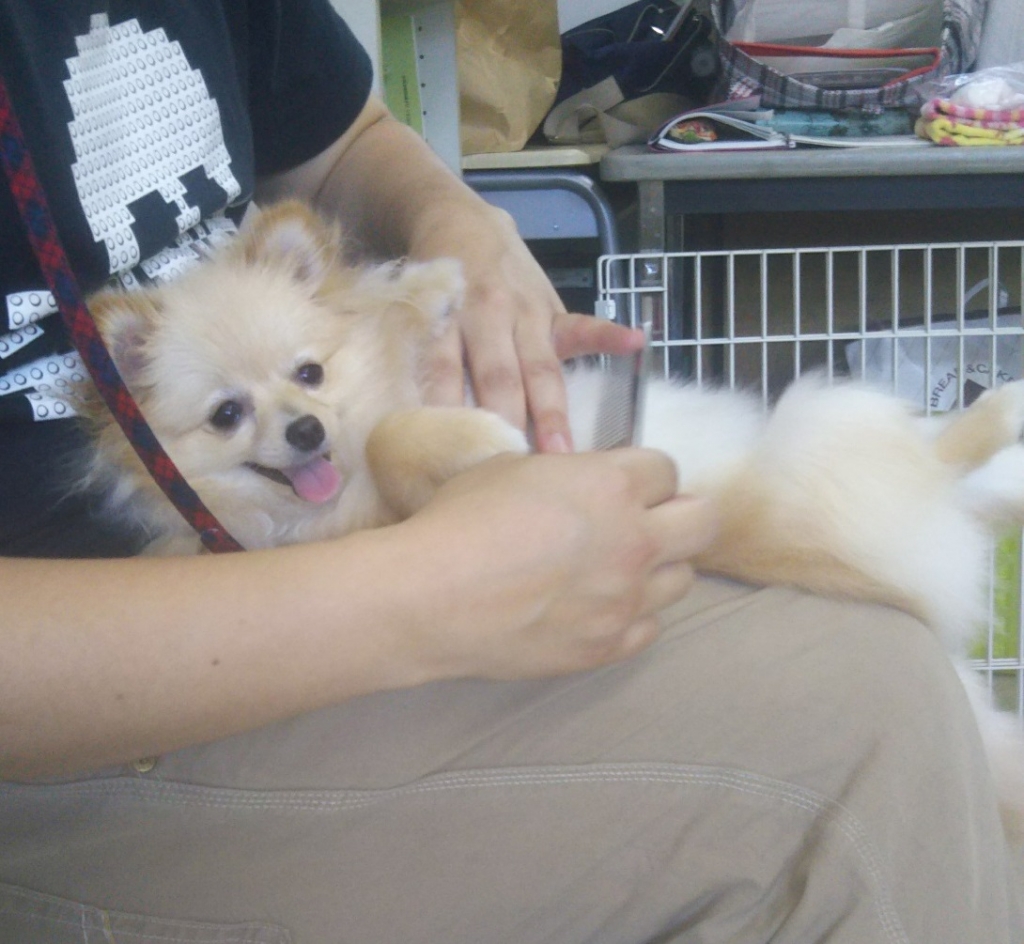 内股 お腹 脇の下のブラッシングは 犬のきもち
