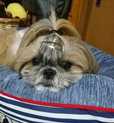 ニシン1.jpg