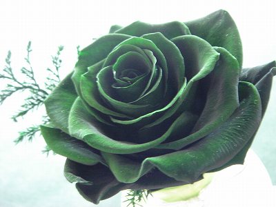 緑色のバラ トラヤーヤーのブログ