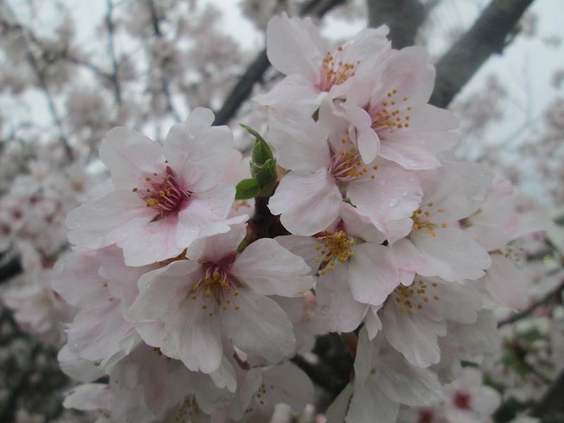 平和 象徴 花 平和 象徴 花