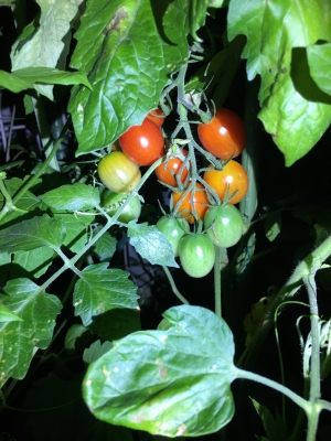 2017-07-07 19.44.28.jpg