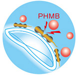 従来のレンズケア