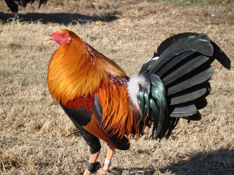 COCKFIGHTING: Gamefowl Bloodlines