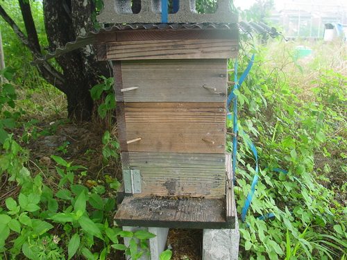 蜜蜂巣箱