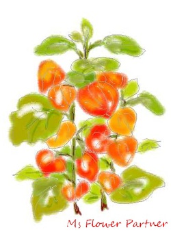 ホウズキのイラスト