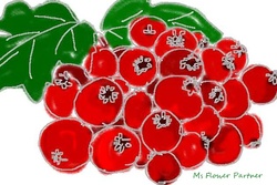 サンザシのイラスト