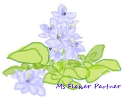 ホテイアオイ　花のイラスト
