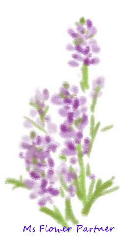 ラベンダーイラスト