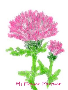 あざみ花イラスト