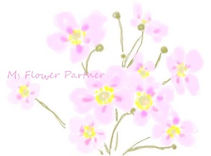 秋明菊　花イラスト