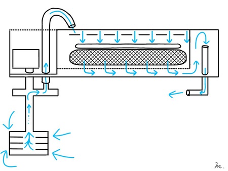 熱帯魚　レッドビーシュリンプ