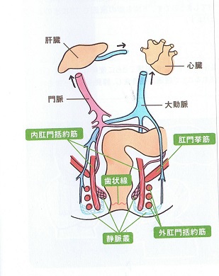 おしりのしくみ おしりのしくみ