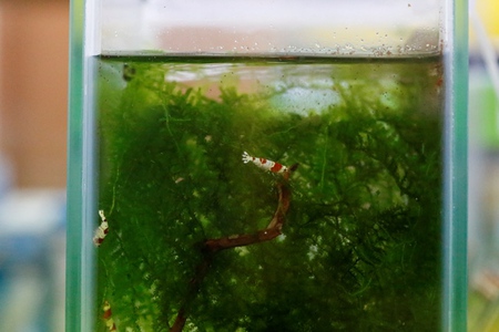 レッドビーシュリンプ繁殖でヤフオク！出品数途中経過発表