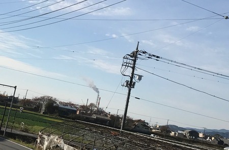 レッドビーシュリンプ　エビ　通販